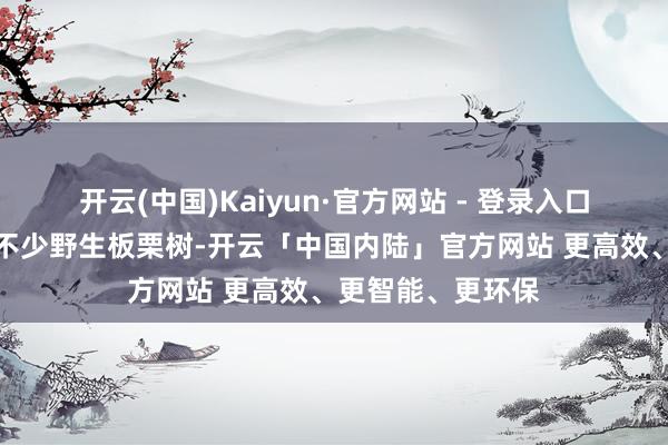 开云(中国)Kaiyun·官方网站 - 登录入口进山没多远就有不少野生板栗树-开云「中国内陆」官方网站 更高效、更智能、更环保